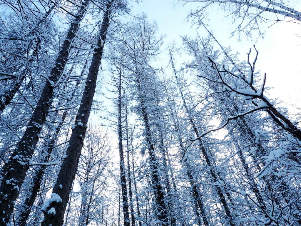 Shin Furano Prince Hotel Екстериор снимка Snow-covered trees in the Black Forest